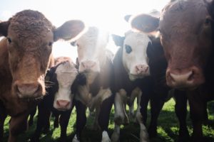 Veganuary 2019