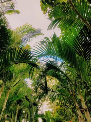 Palm Oil Issue