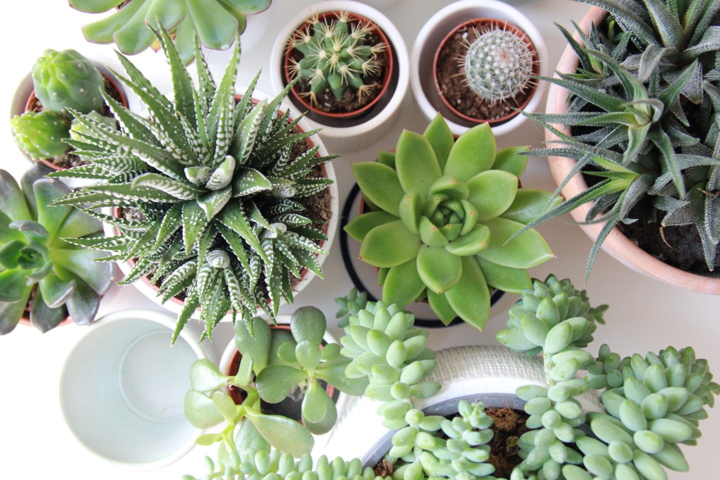 Succulent - beginners guide to houseplants