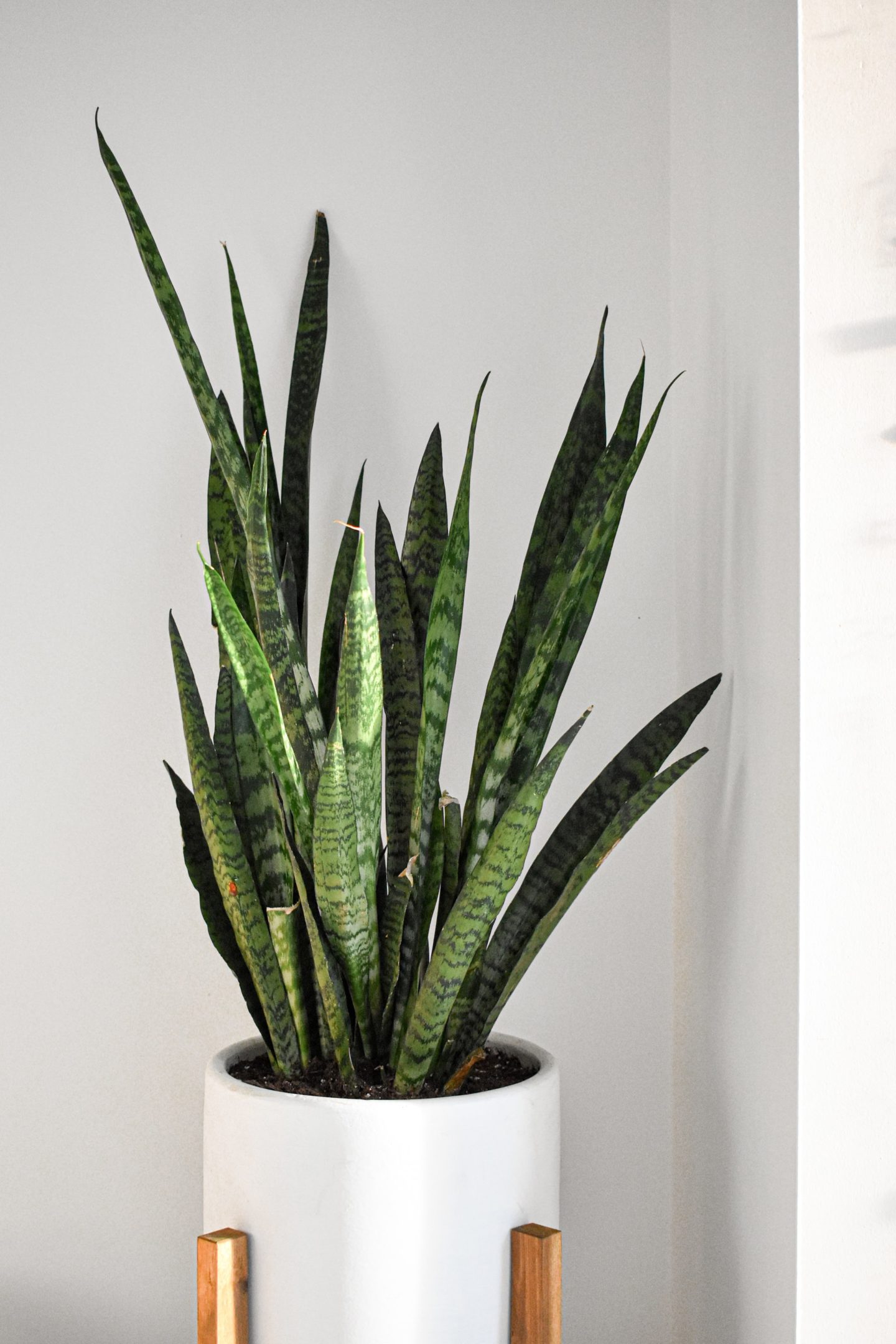 Best house plant - Snake Plant