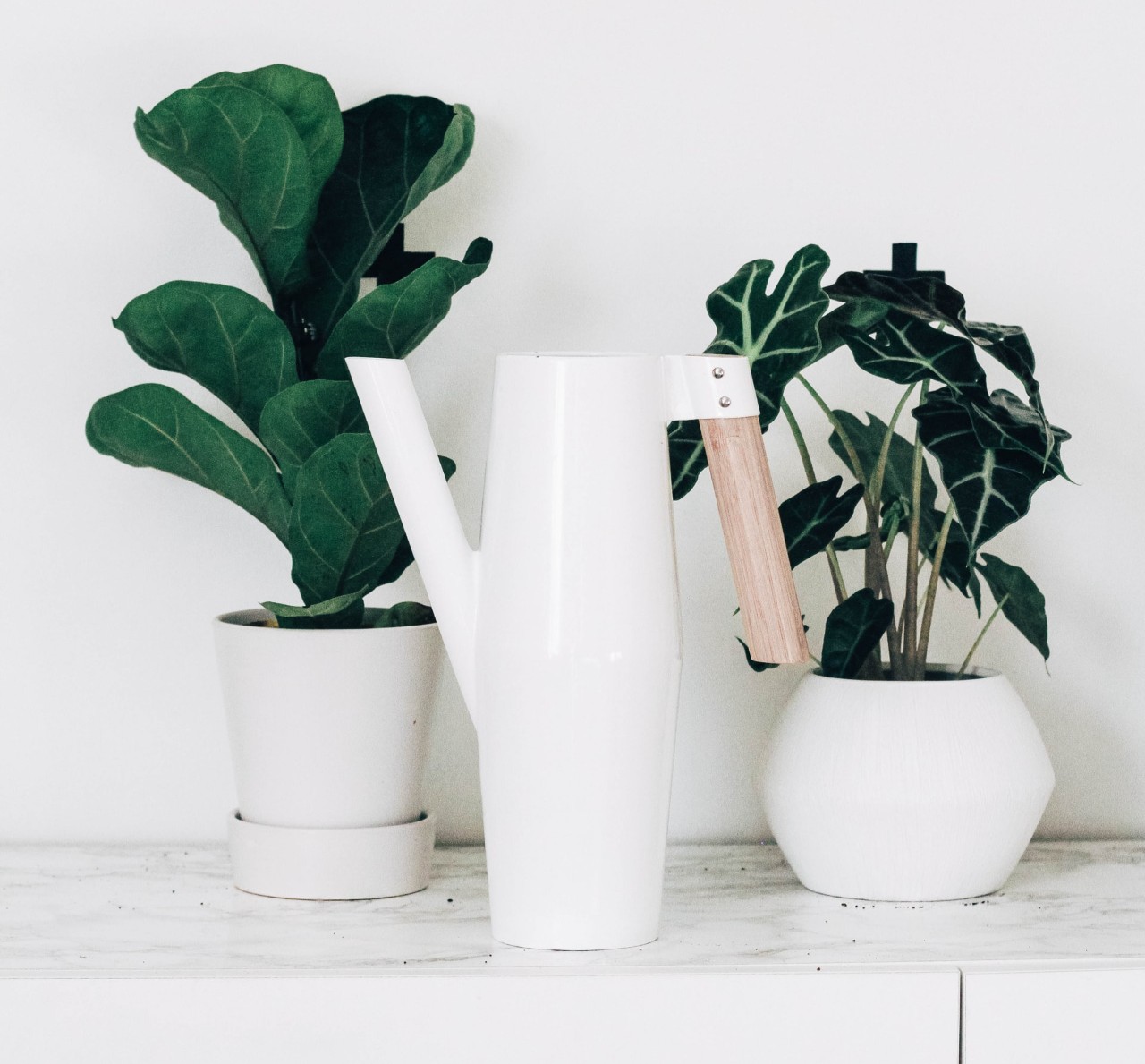 How to care for houseplants, a guide for beginners