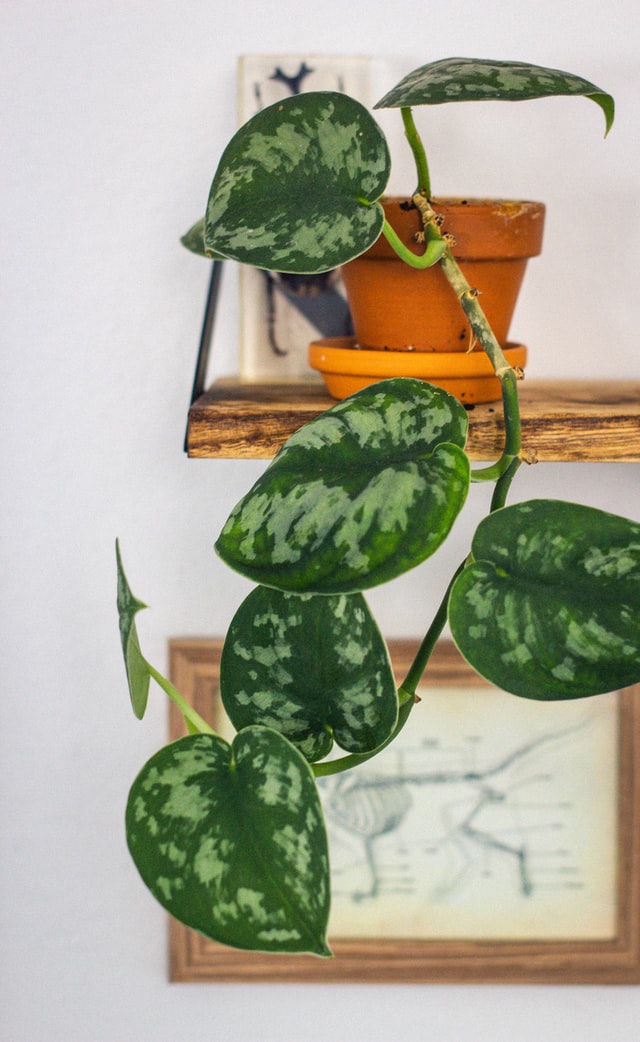 Devils Ivy Houseplant