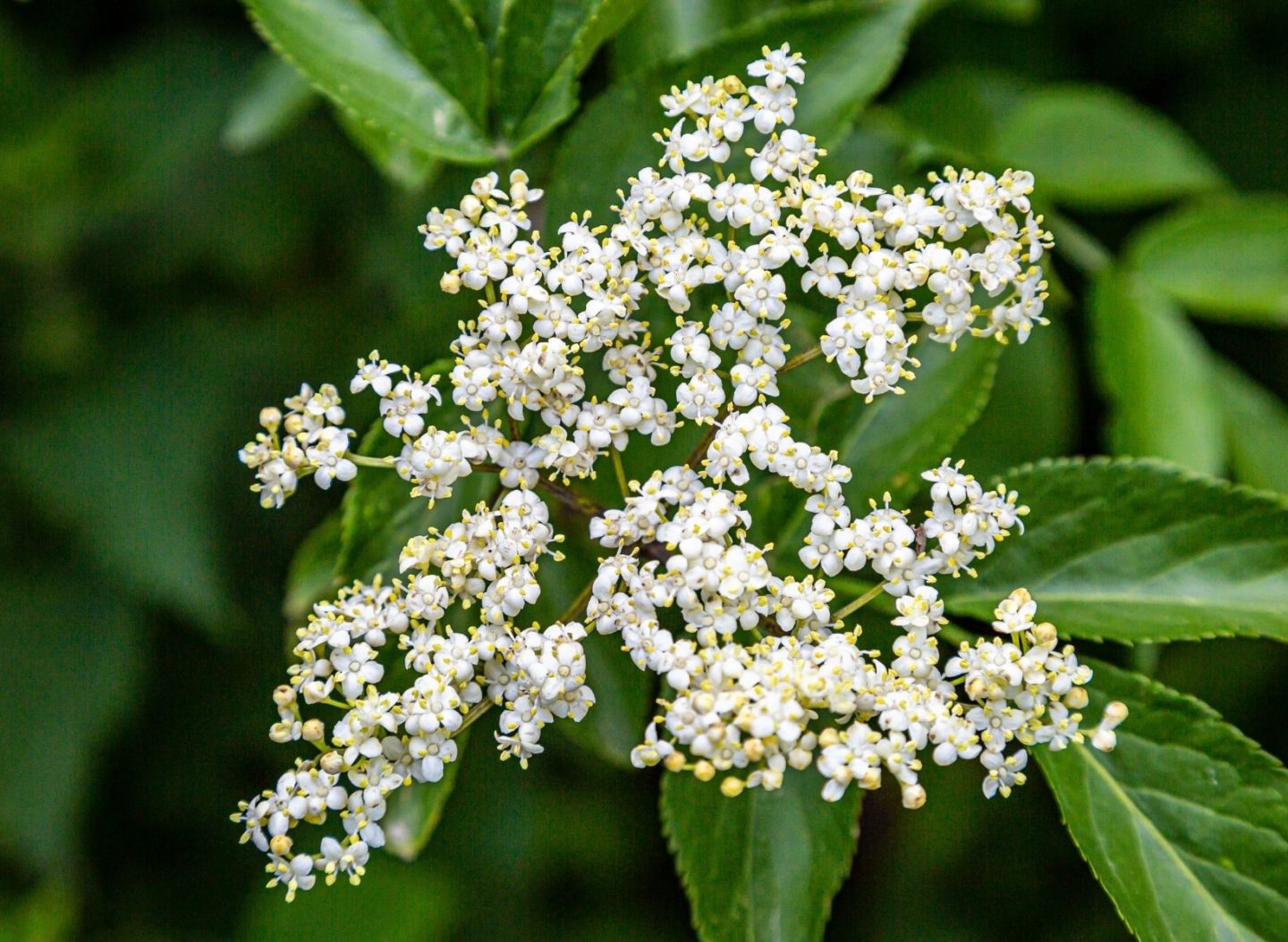 Foraging to make elderflower cordial