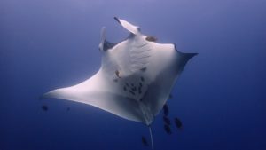 Manta Ray Socorro Island - Revillagigedo Archipelago