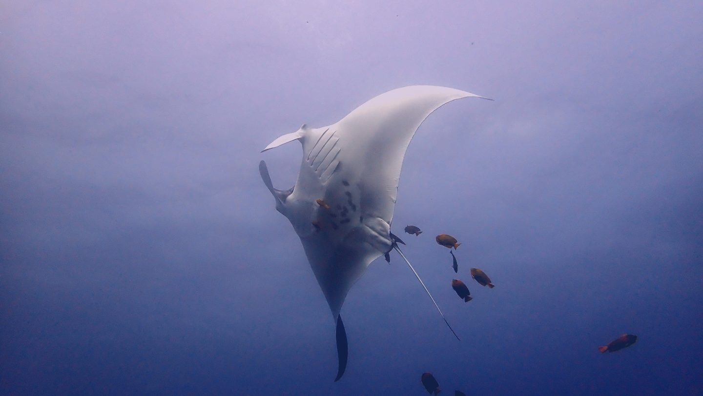 Manta Ray Socorro Island - Revillagigedo Archipelago