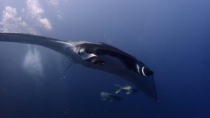 Socorro Island - Revillagigedo Archipelago