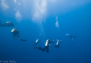 Socorro Island - Revillagigedo Archipelago