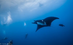 Socorro Island - Revillagigedo Archipelago