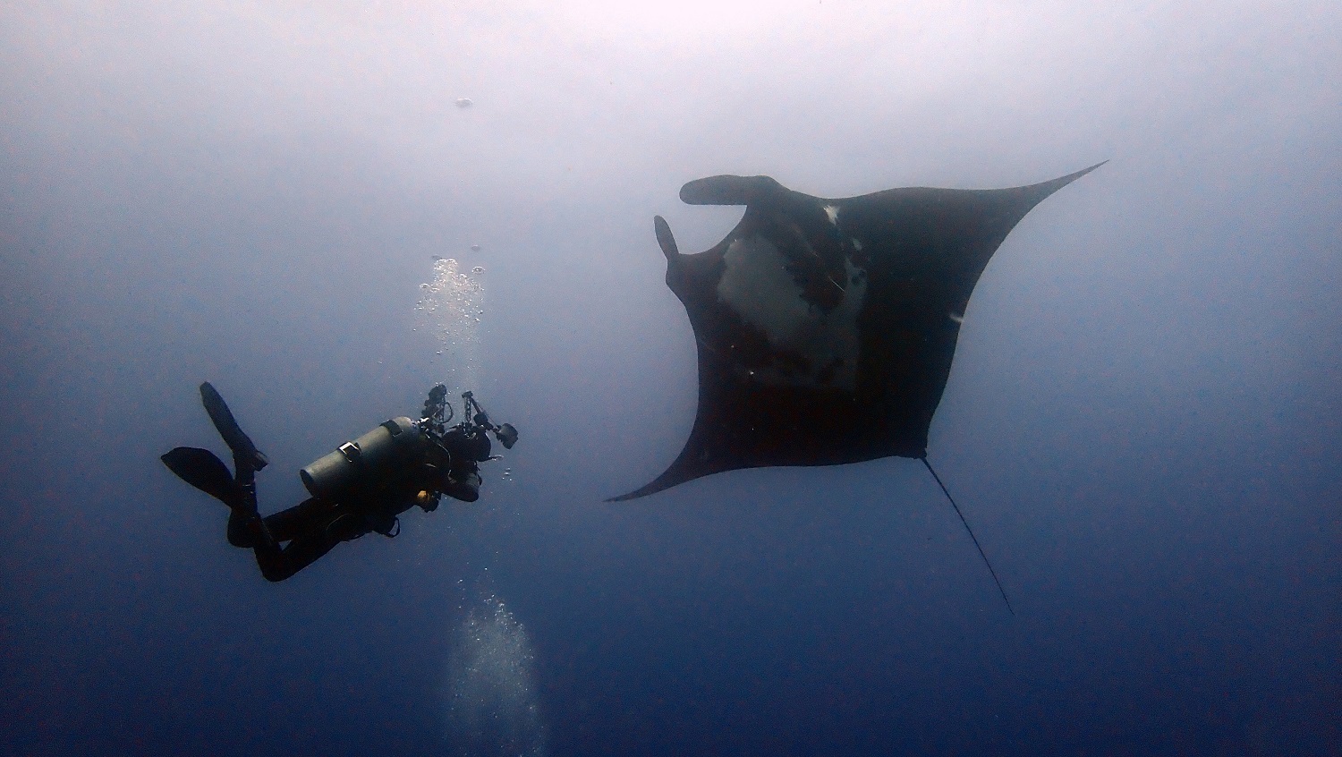 socorro island scuba diving with manta rays