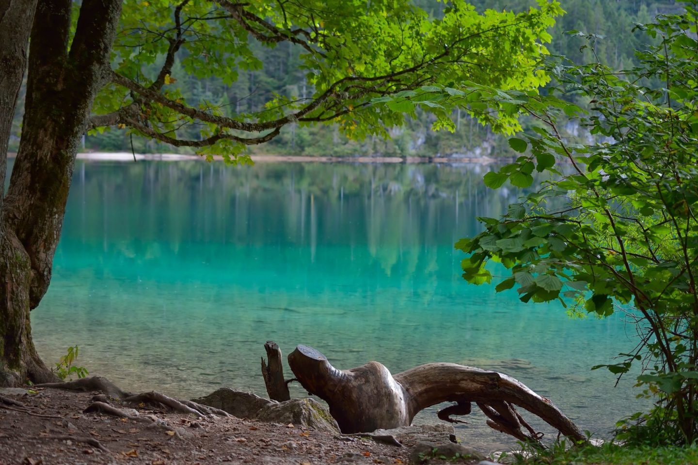 Lago di Tovel Viewpoint - famous for blue turquoise waters