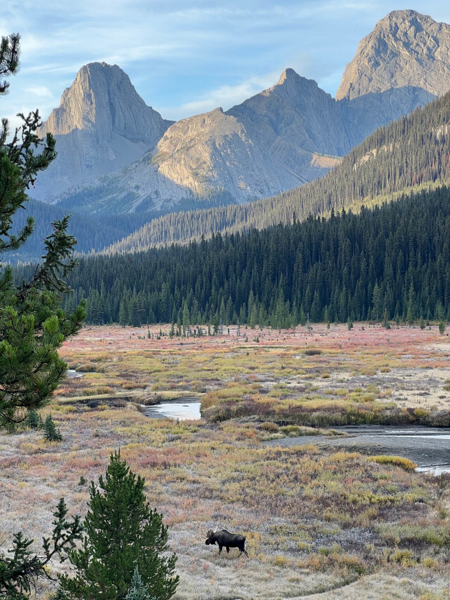 A large moose walking through the valley in Kananaskis, Canada - Canada Road Trip Itinerary