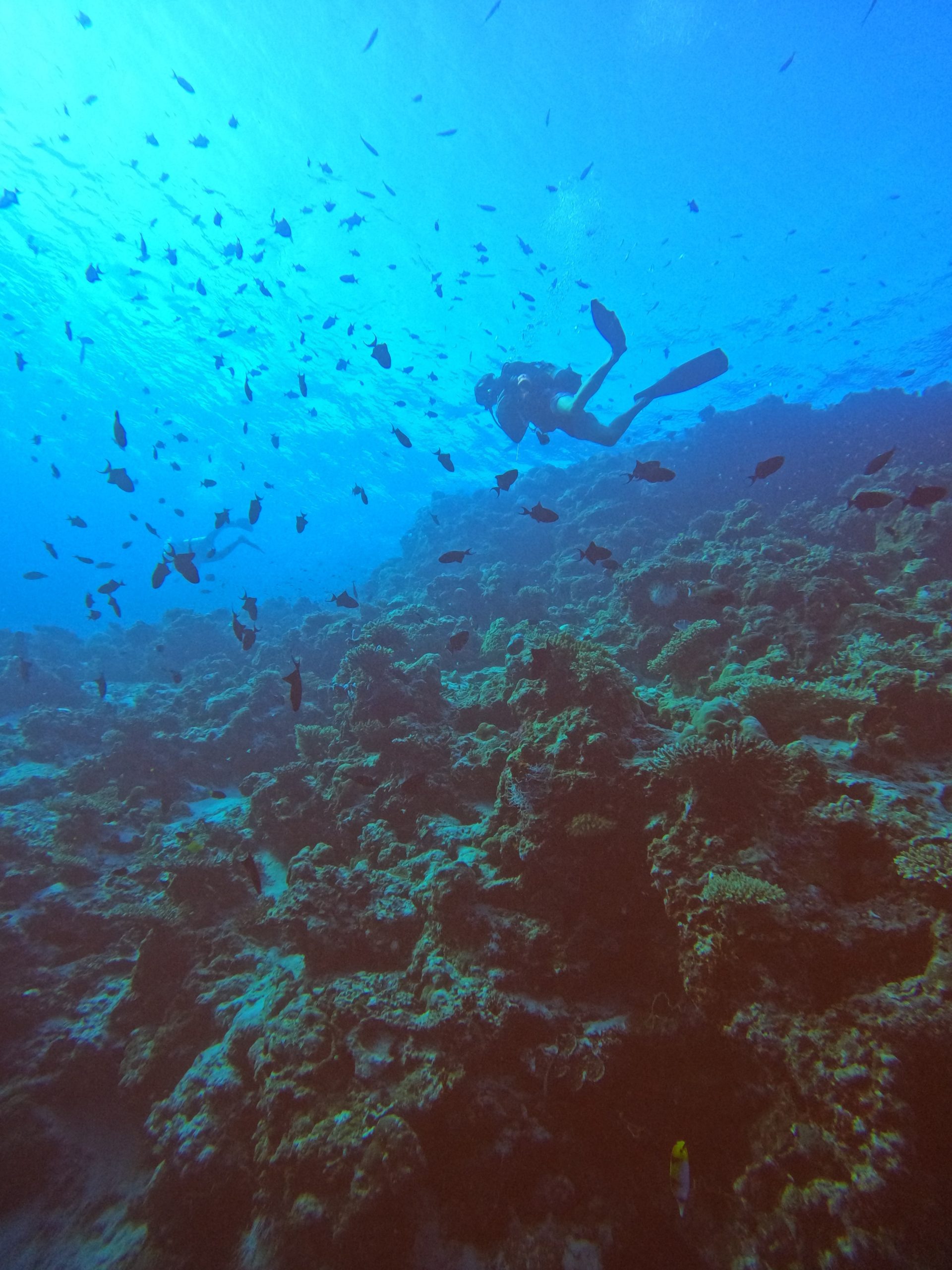 Diving alongside coral in the Maldives