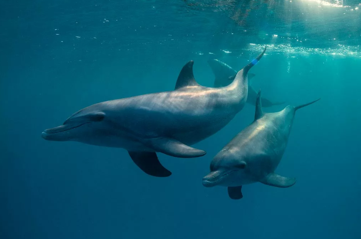 Dolphins swimming in the Red Sea, Egypt