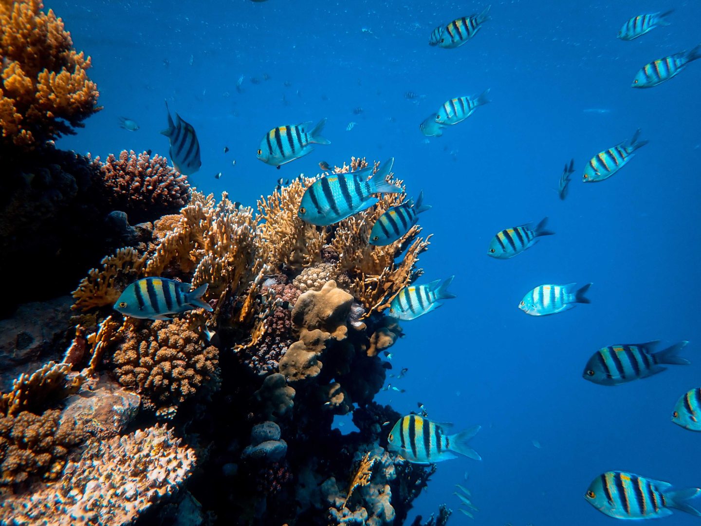 Fish swimming around a coral reef in the Red Sea, Egypt