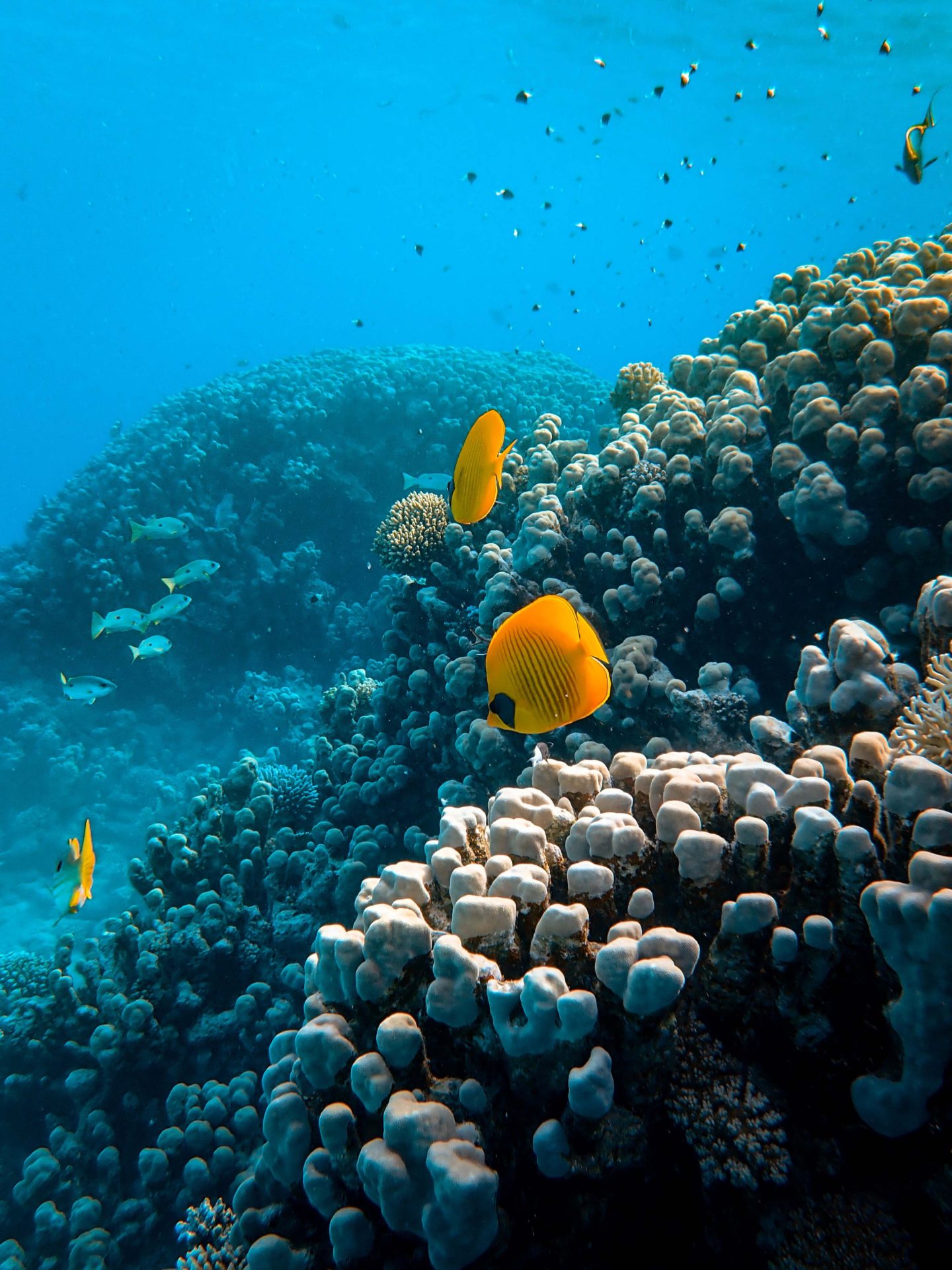 Fish swimming around a coral reef in the Red Sea, Egypt