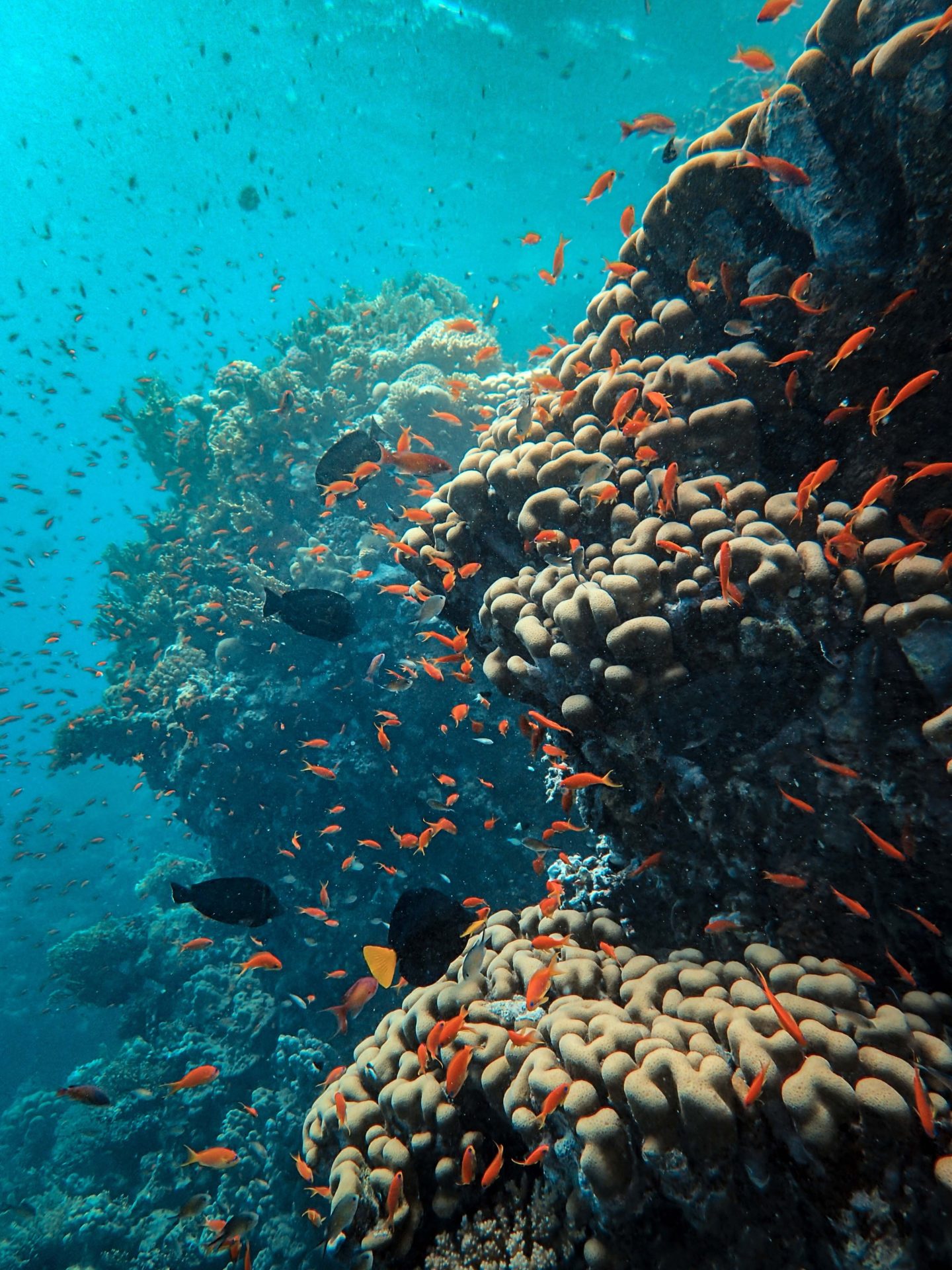 Fish swimming around a coral reef in the Red Sea, Egypt