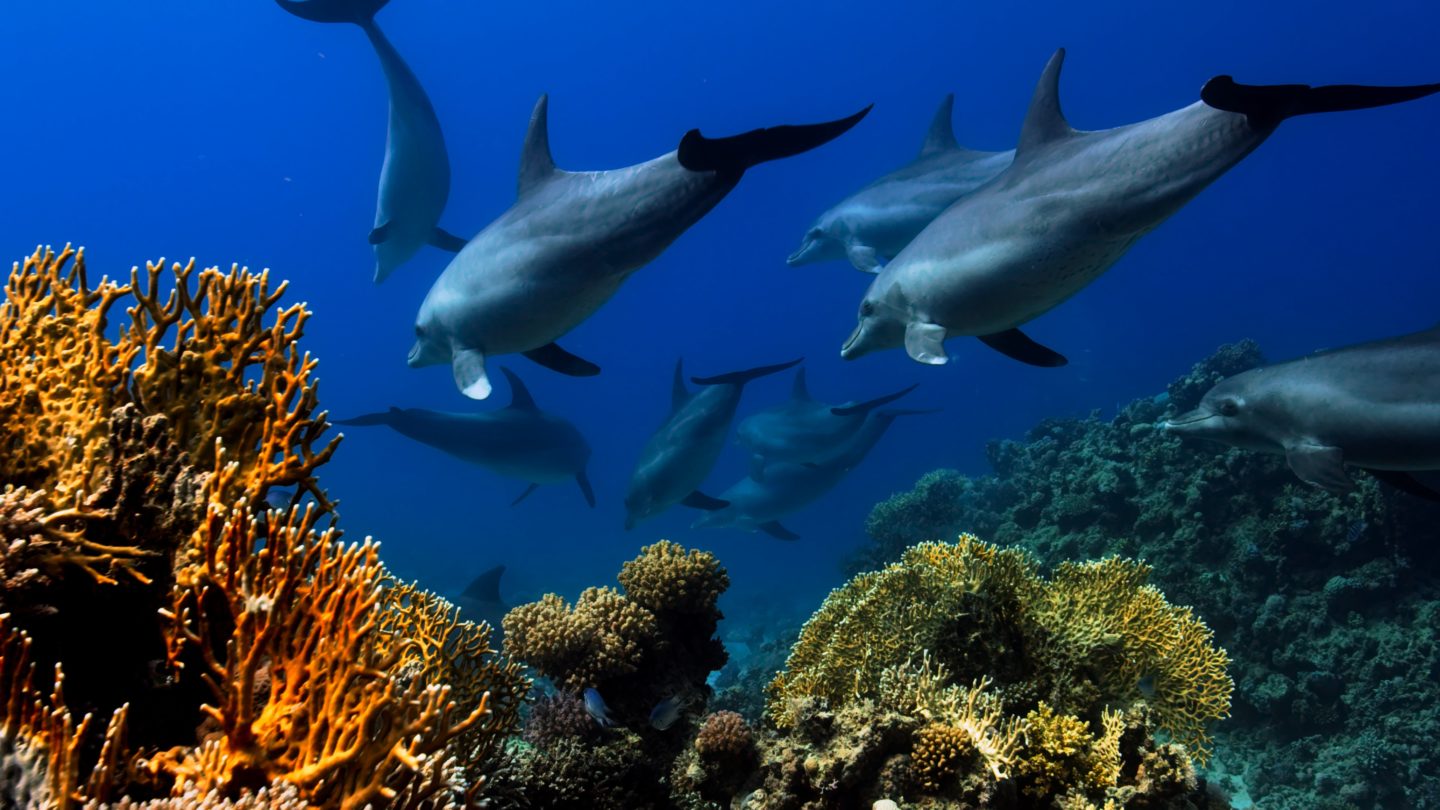 Dolphins swimming in the Red Sea, Egypt