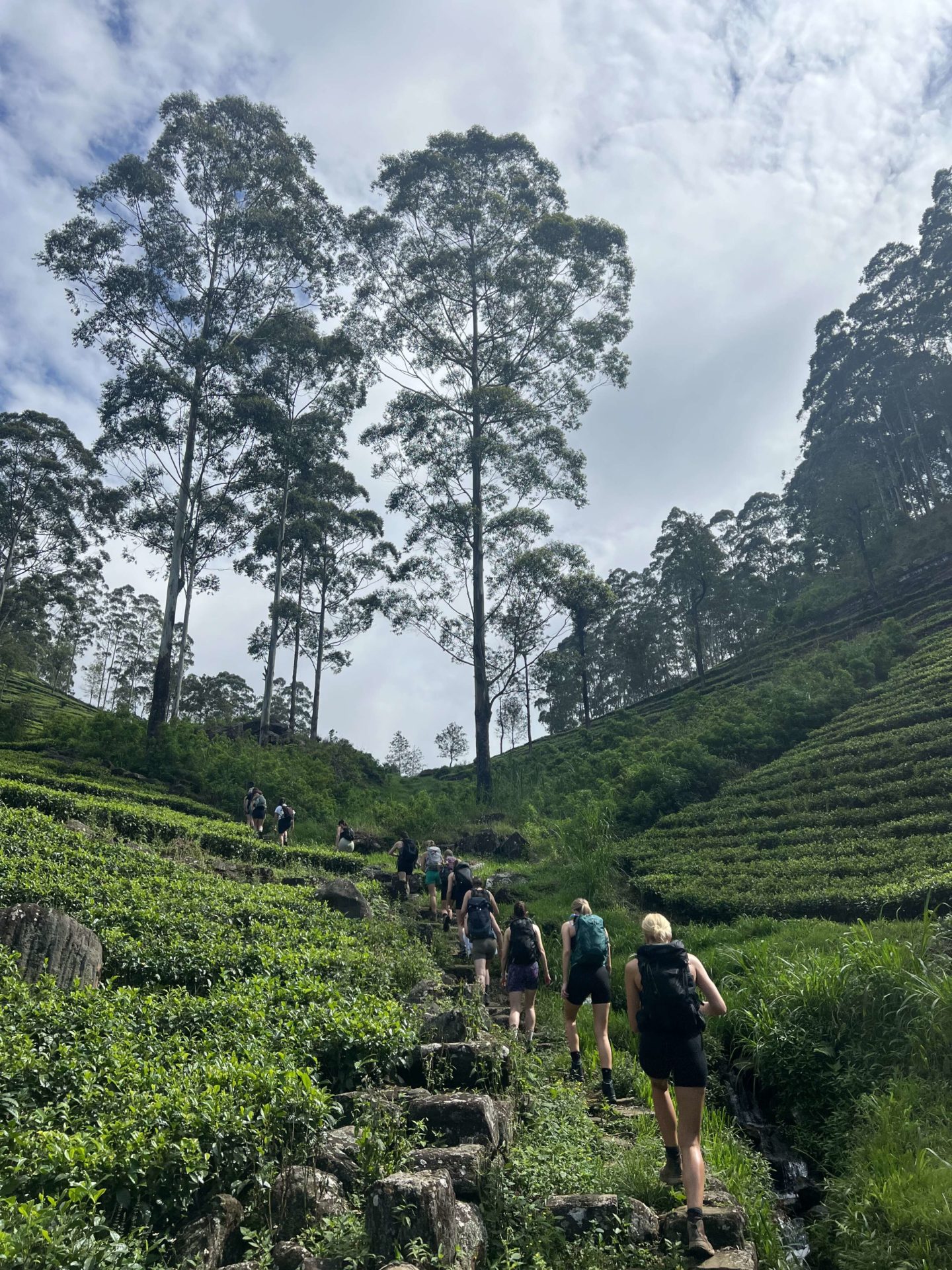 A trail of women hiking up a hill in Sri Lanka surrounded by lush green forest