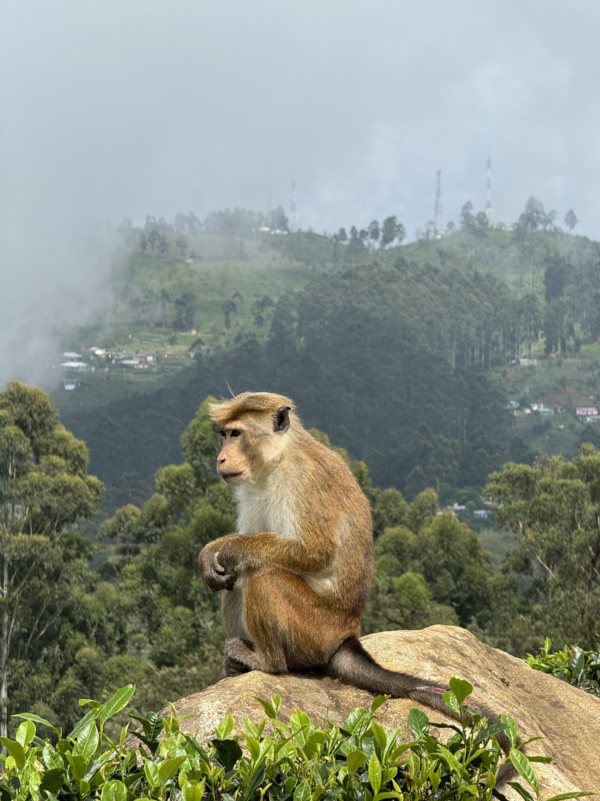 A monkey sits atop a rock in Sri Lanka