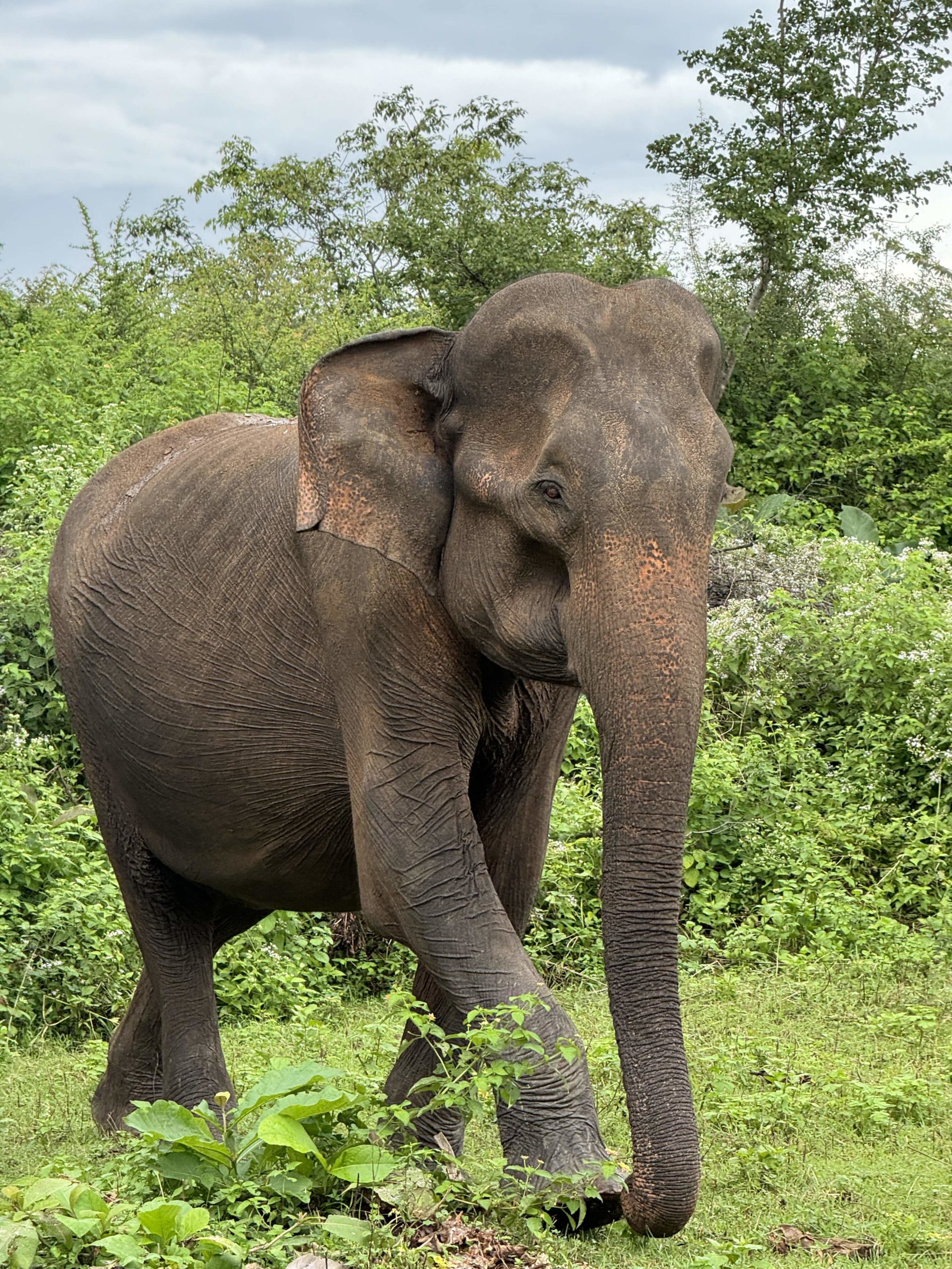 An Asian elephant in Sri Lanka