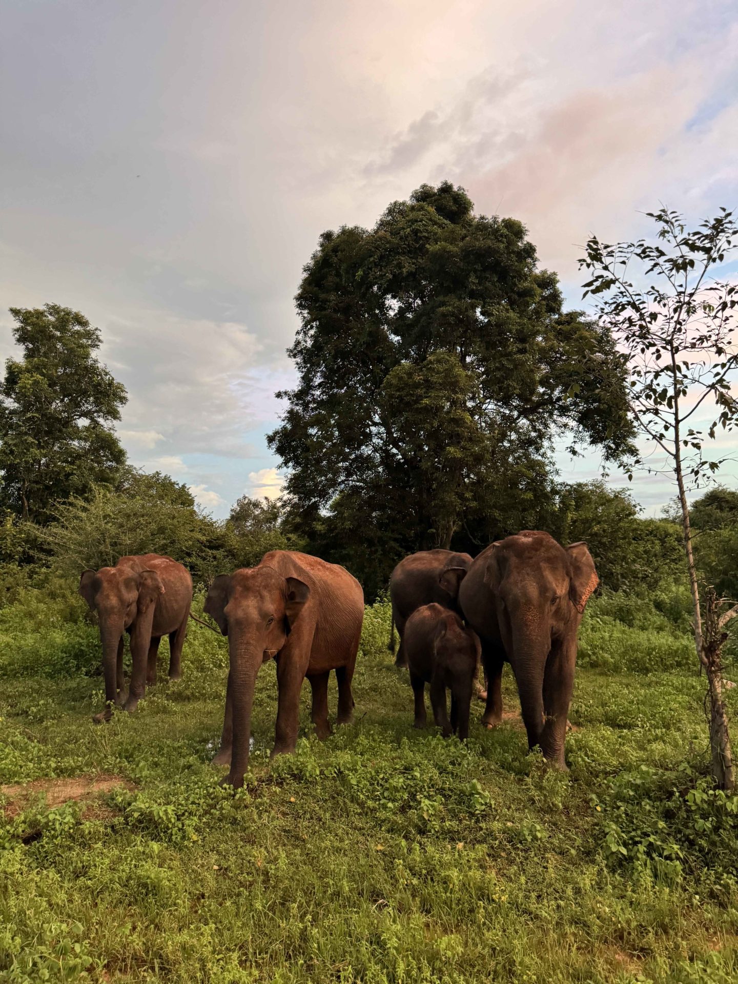 Asian elephants in Sri Lanka