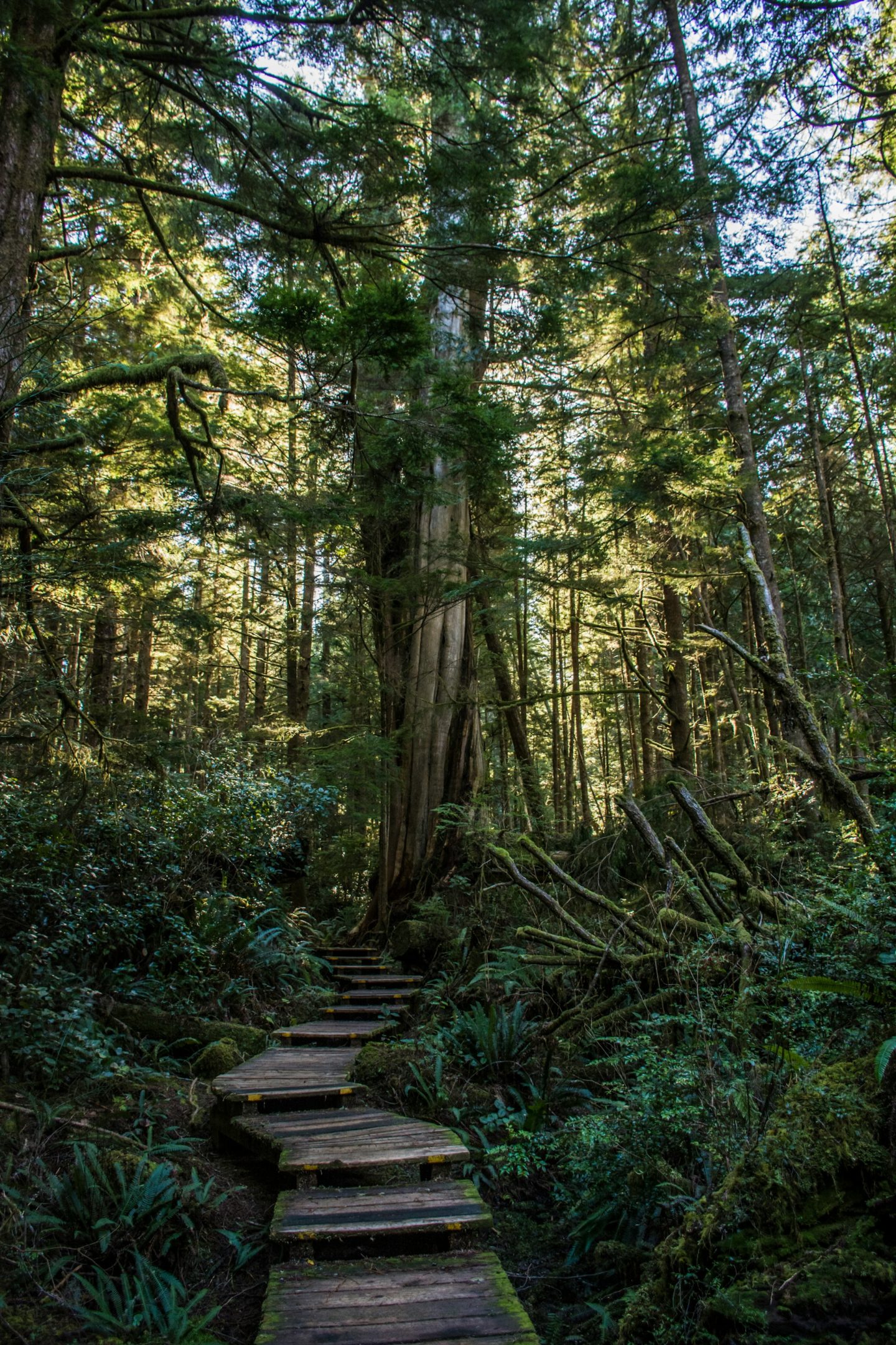A Tofino hiking trail surrounded by trees